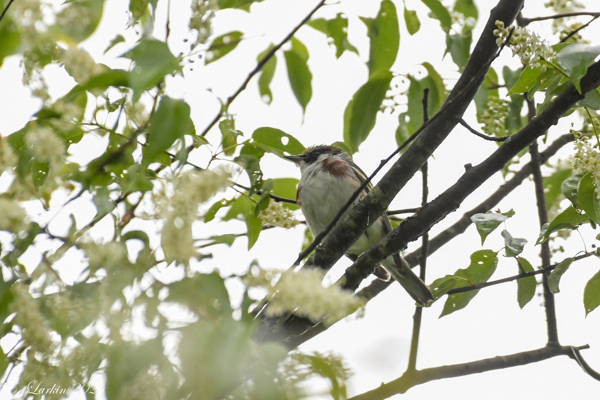 Chestnut-sided Warbler - ML619299290