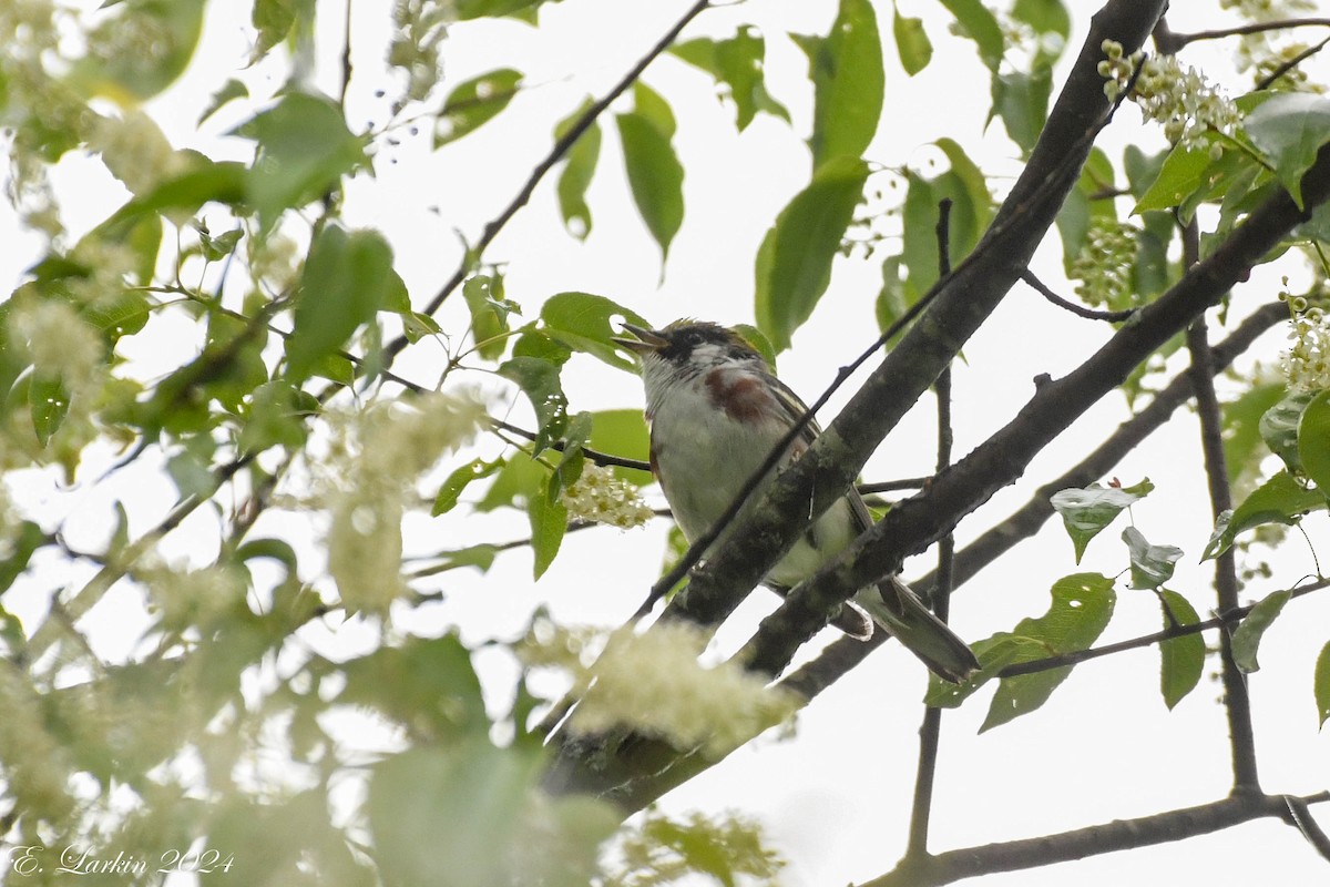 Chestnut-sided Warbler - Emily Larkin