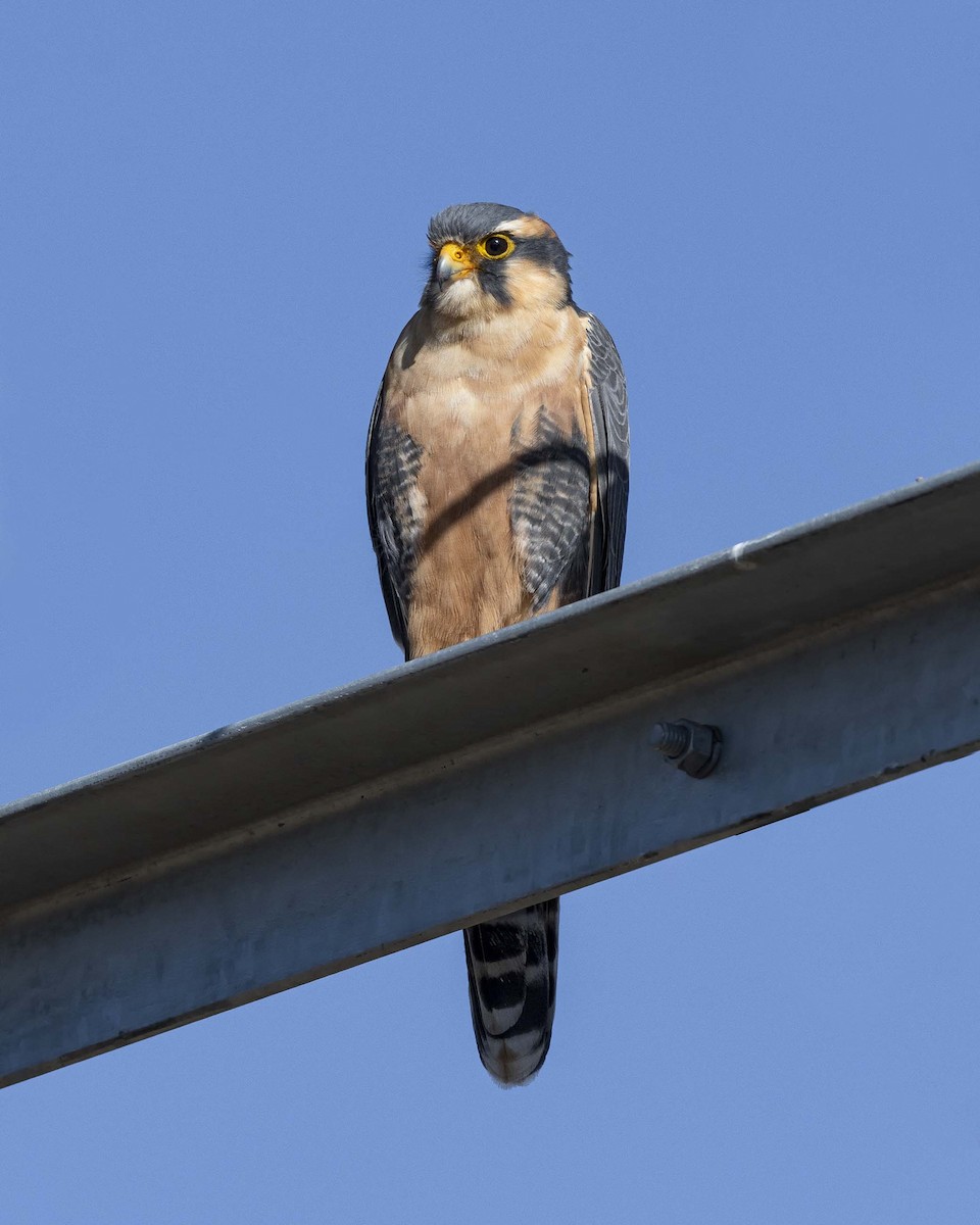 Aplomado Falcon - VERONICA ARAYA GARCIA