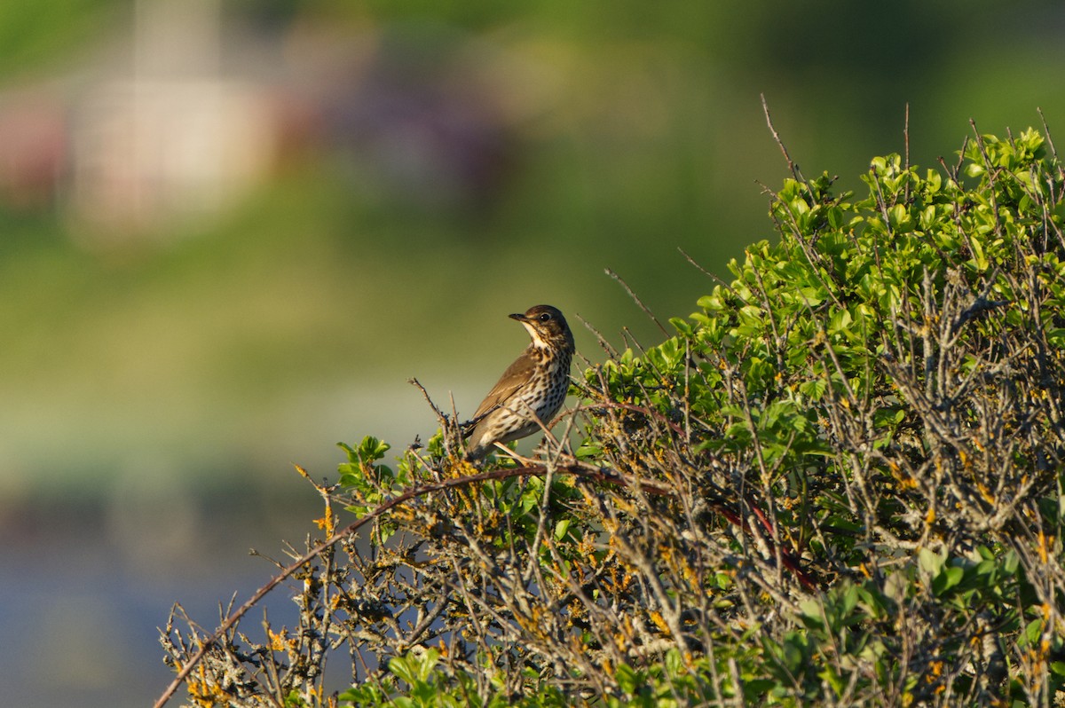 Song Thrush - Michael Matschiner