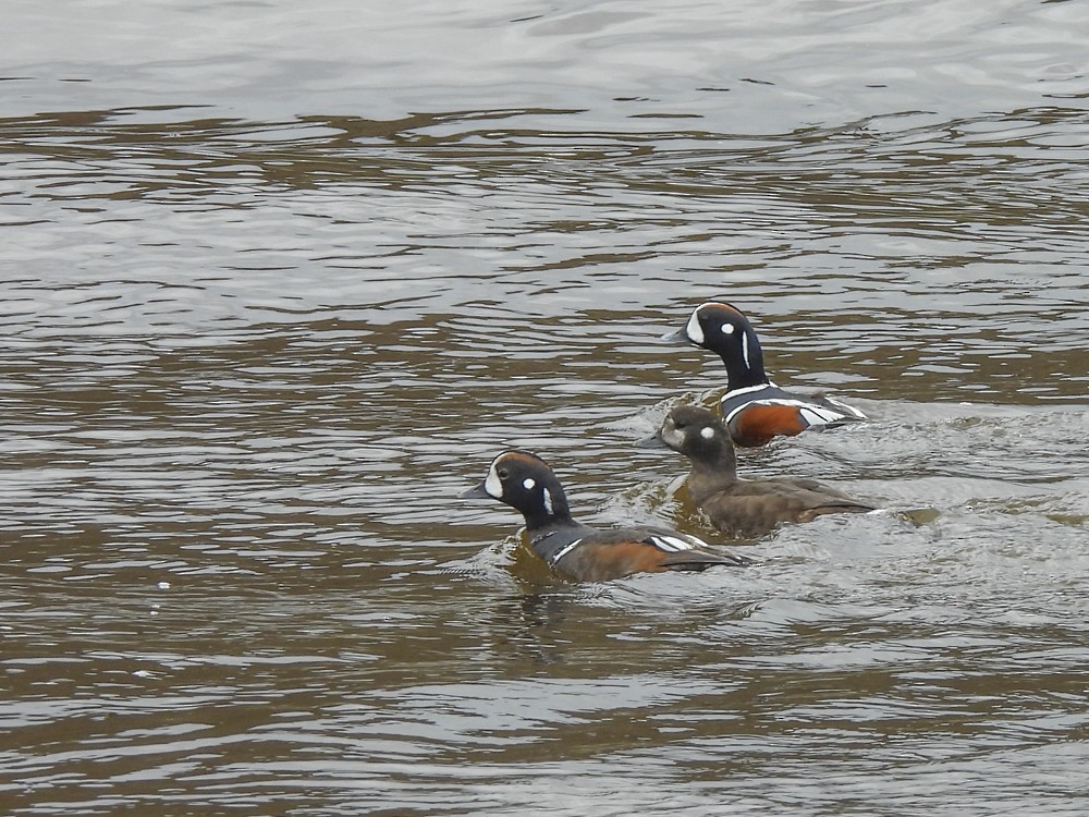 Harlequin Duck - Eleanor H Sarren