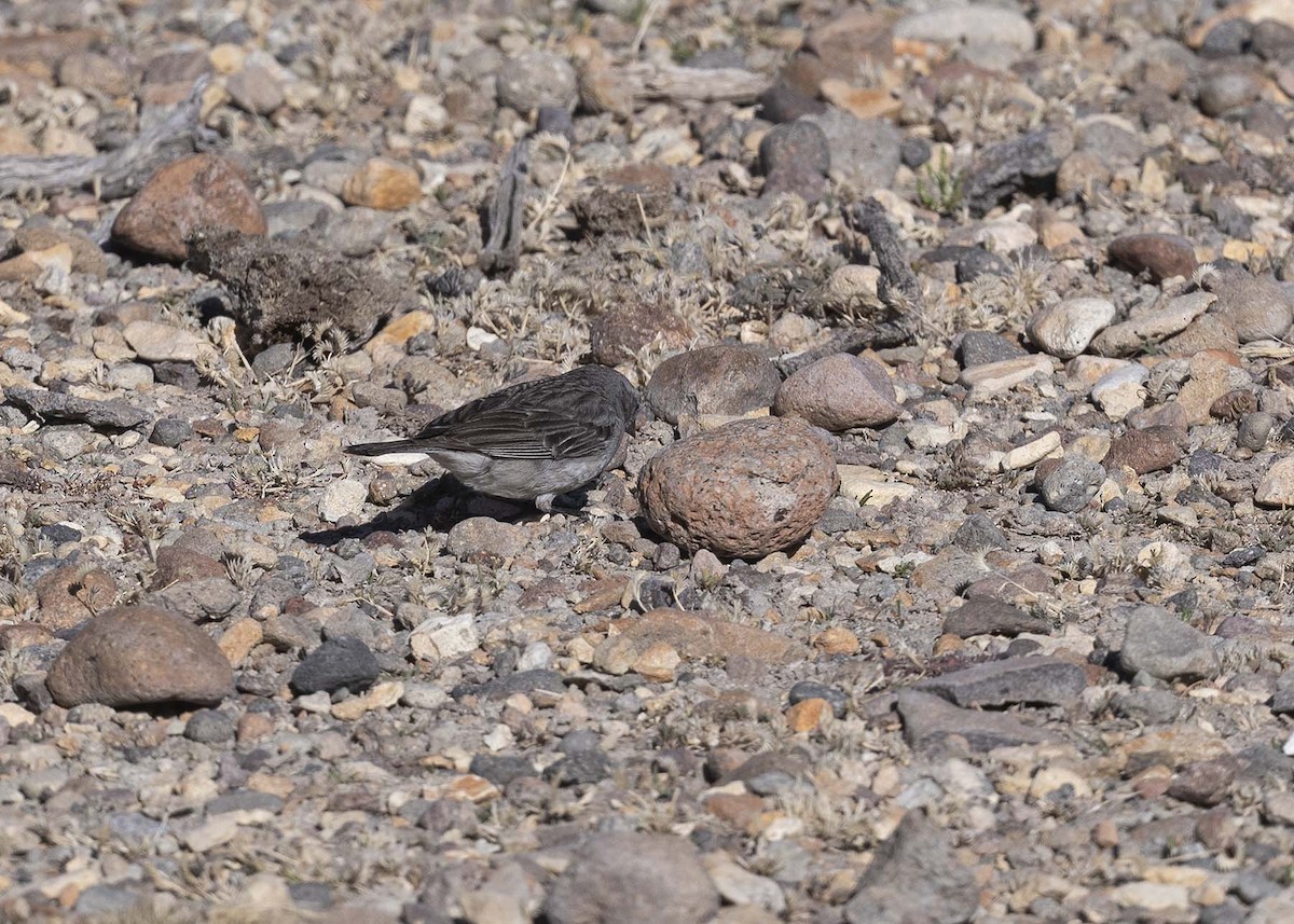 Ash-breasted Sierra Finch - ML619299324