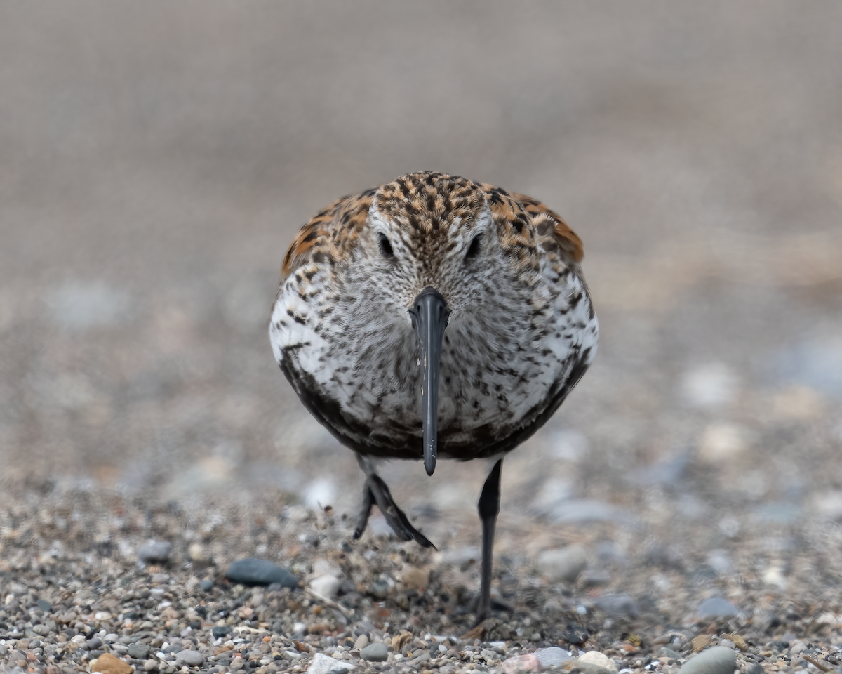 Dunlin - ML619299326