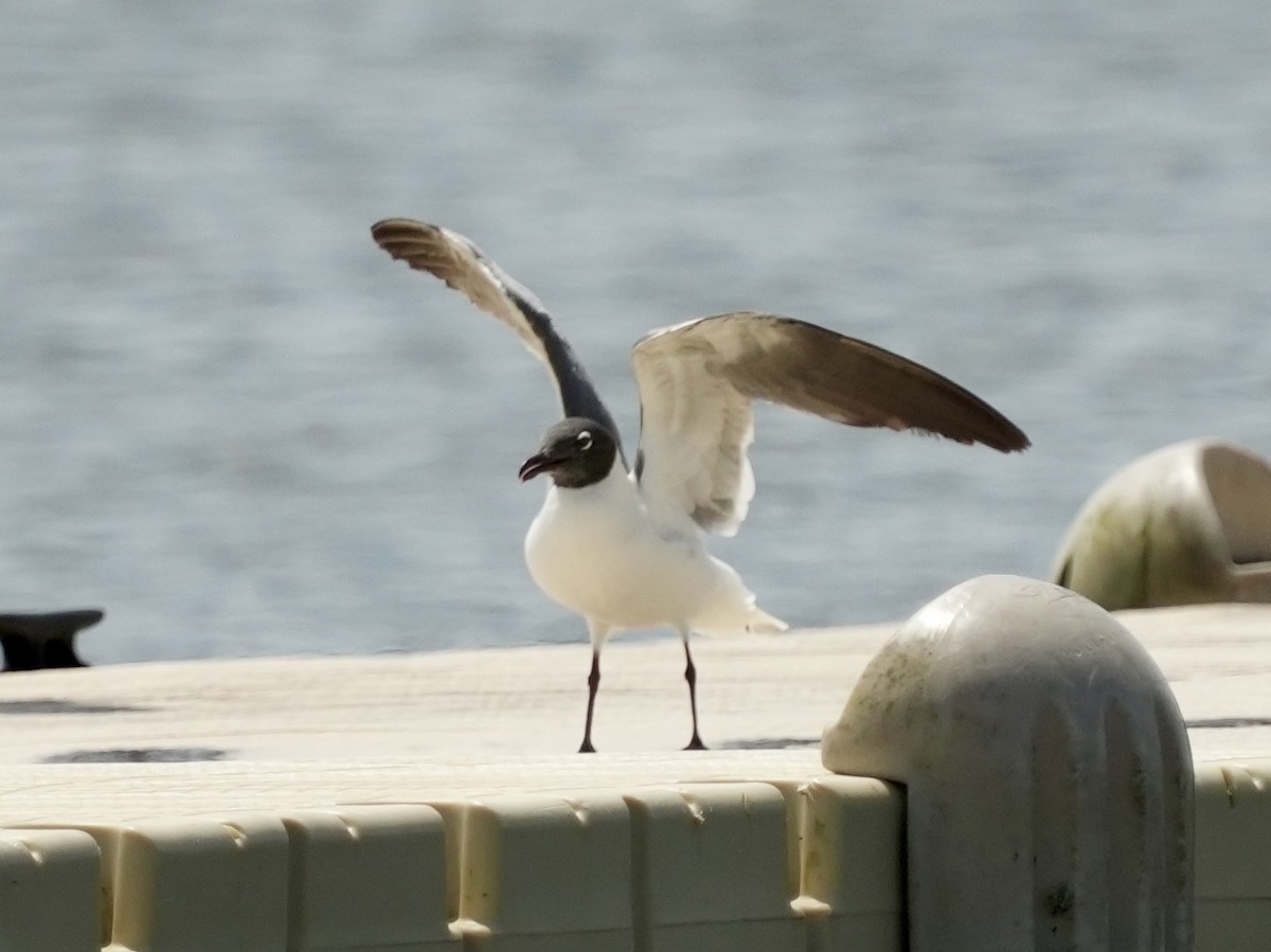 Laughing Gull - Tami Reece