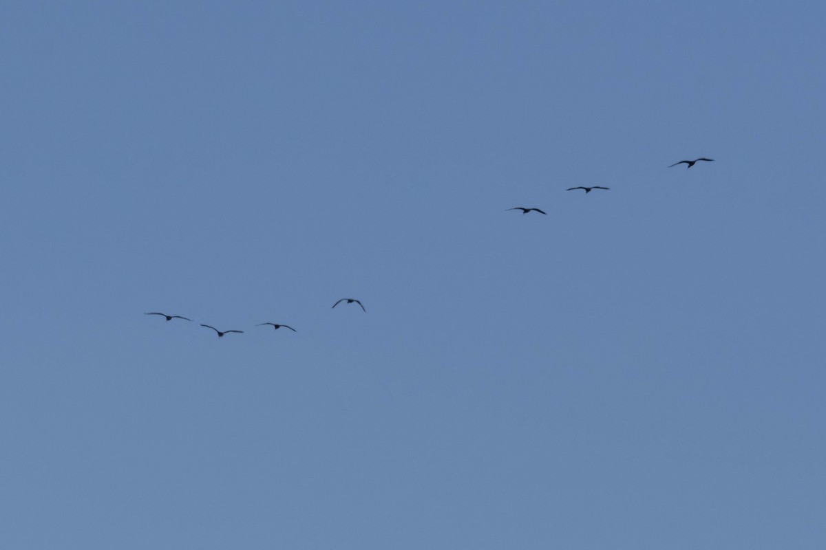 Puna Ibis - VERONICA ARAYA GARCIA