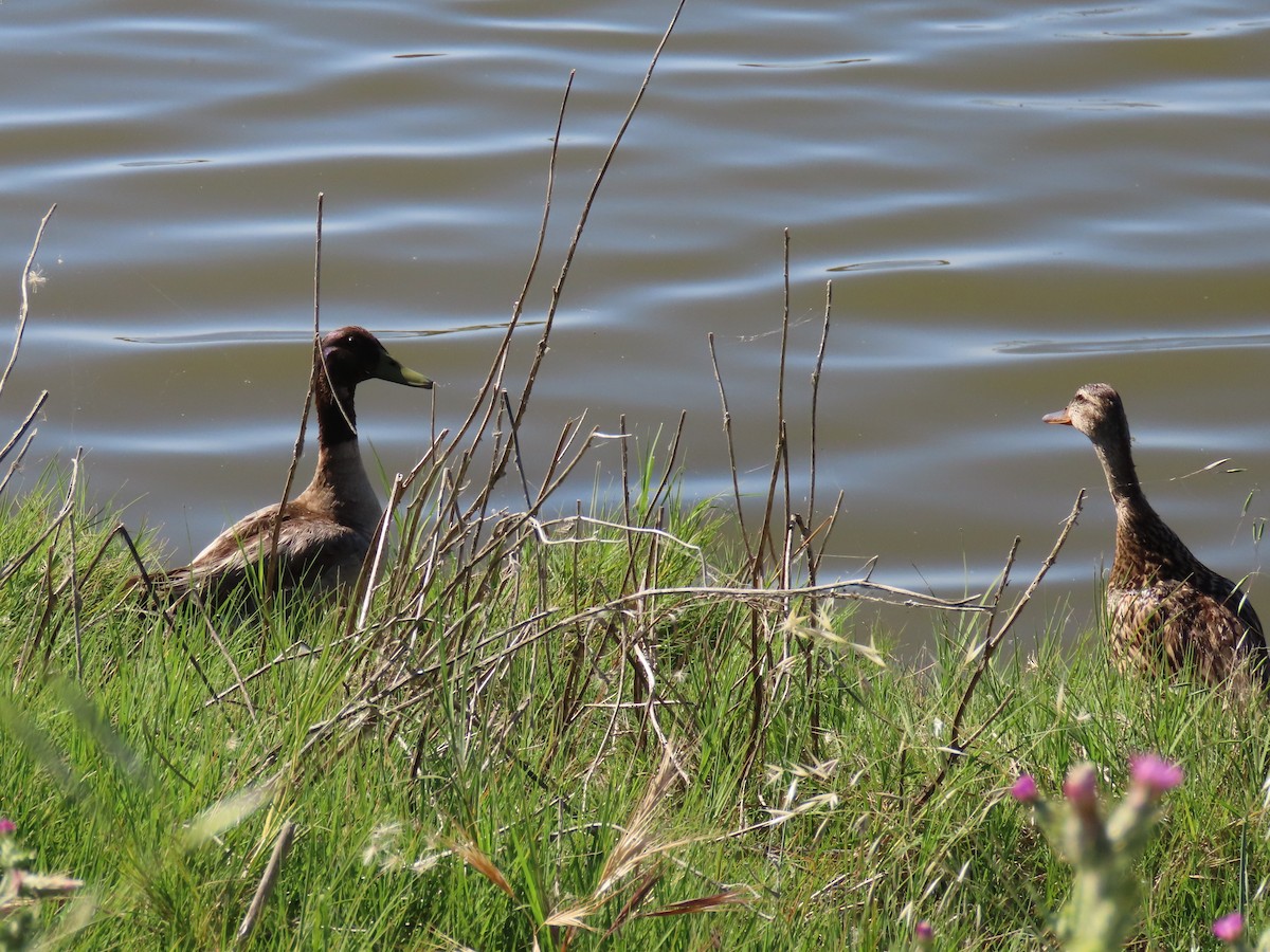 Canard colvert - ML619299351