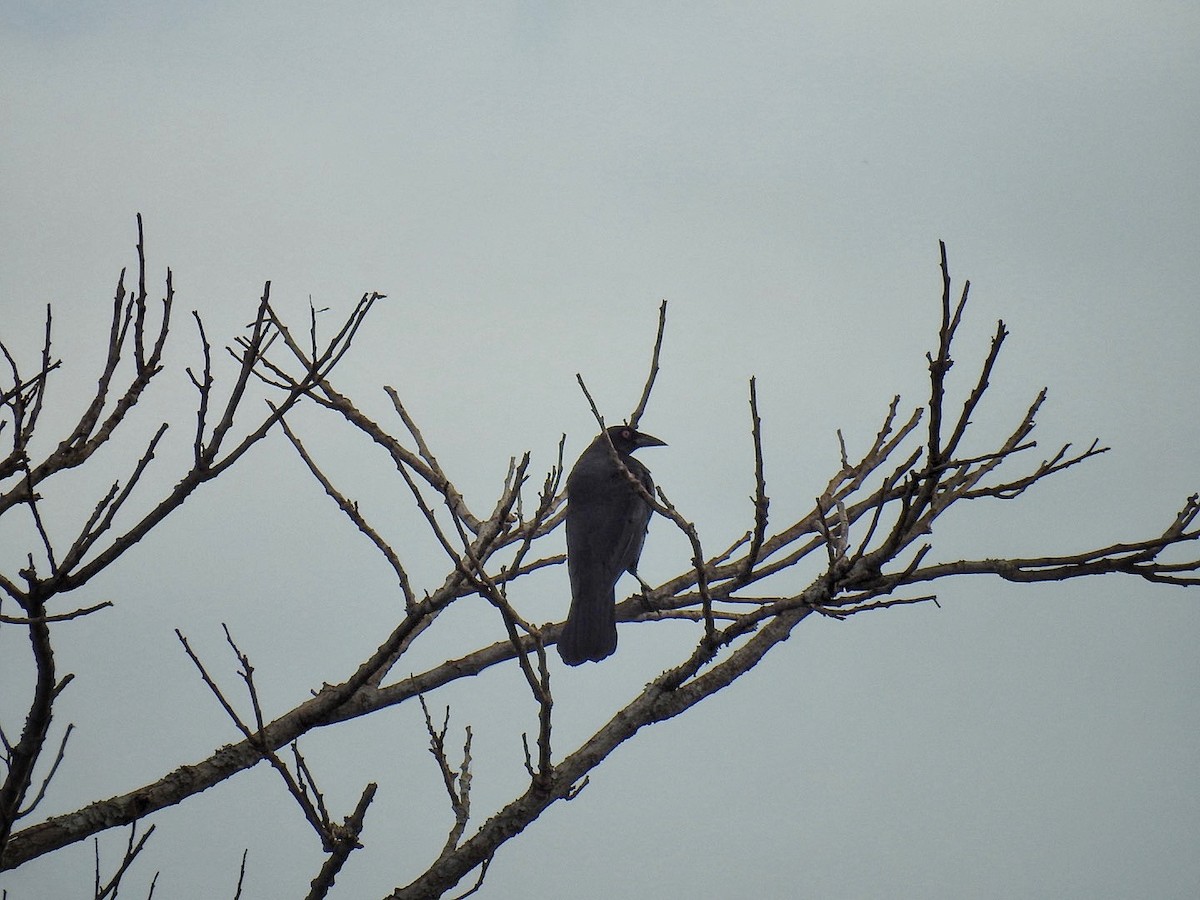 Giant Cowbird - Leonardo Bordin