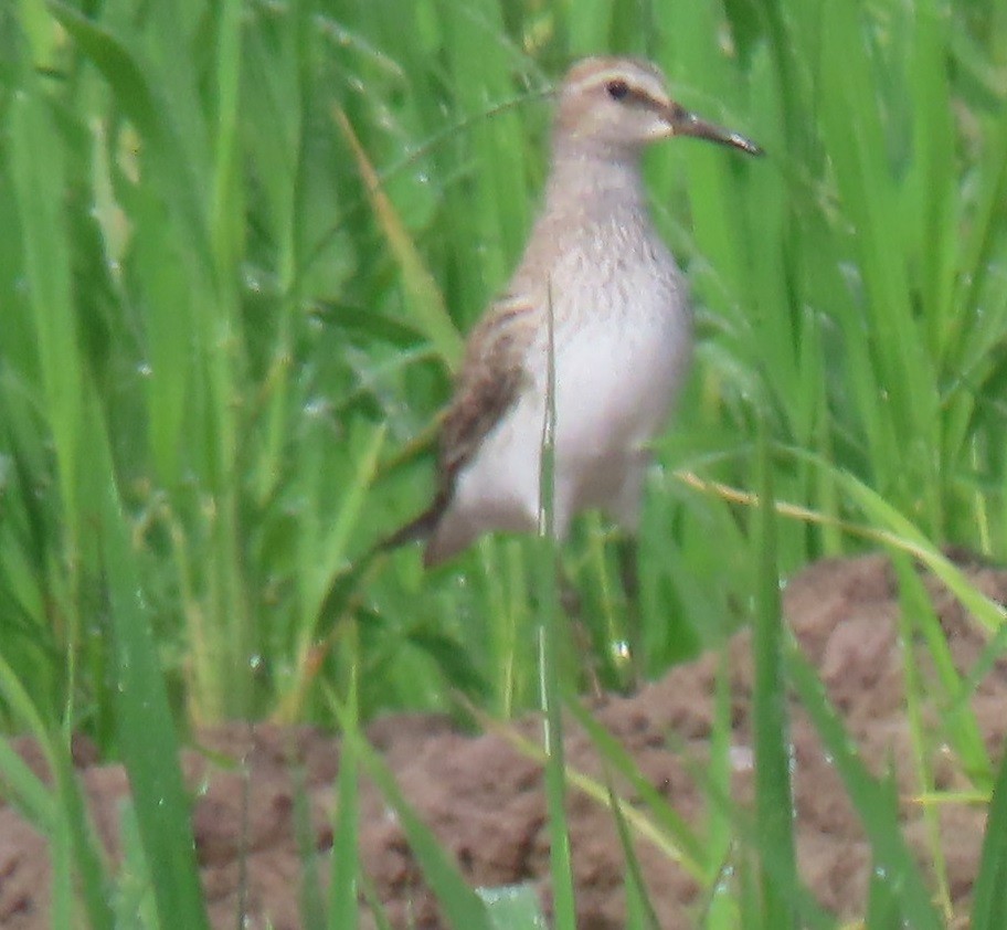 White-rumped Sandpiper - ML619299361