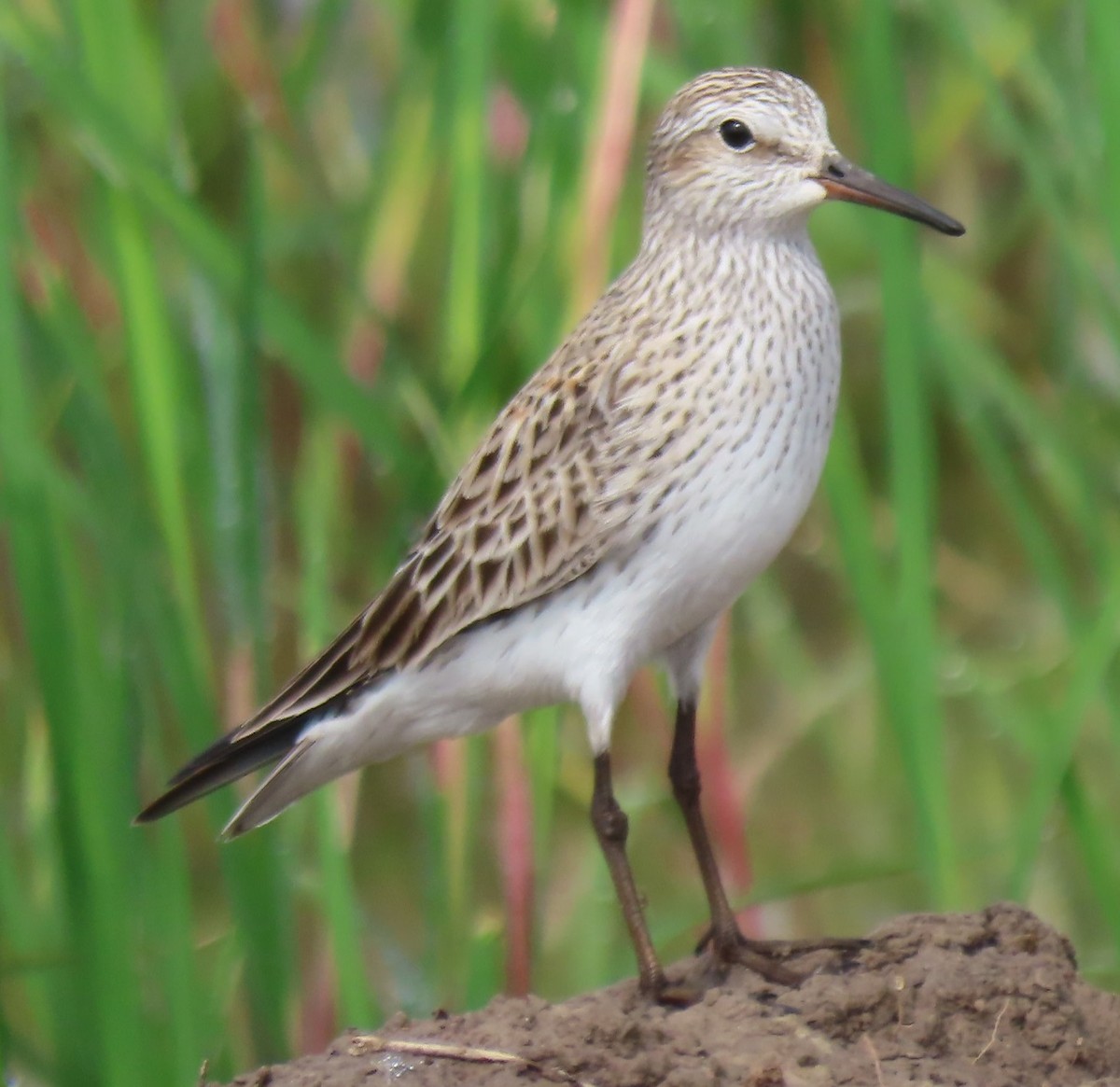 White-rumped Sandpiper - Bill Wright_cc