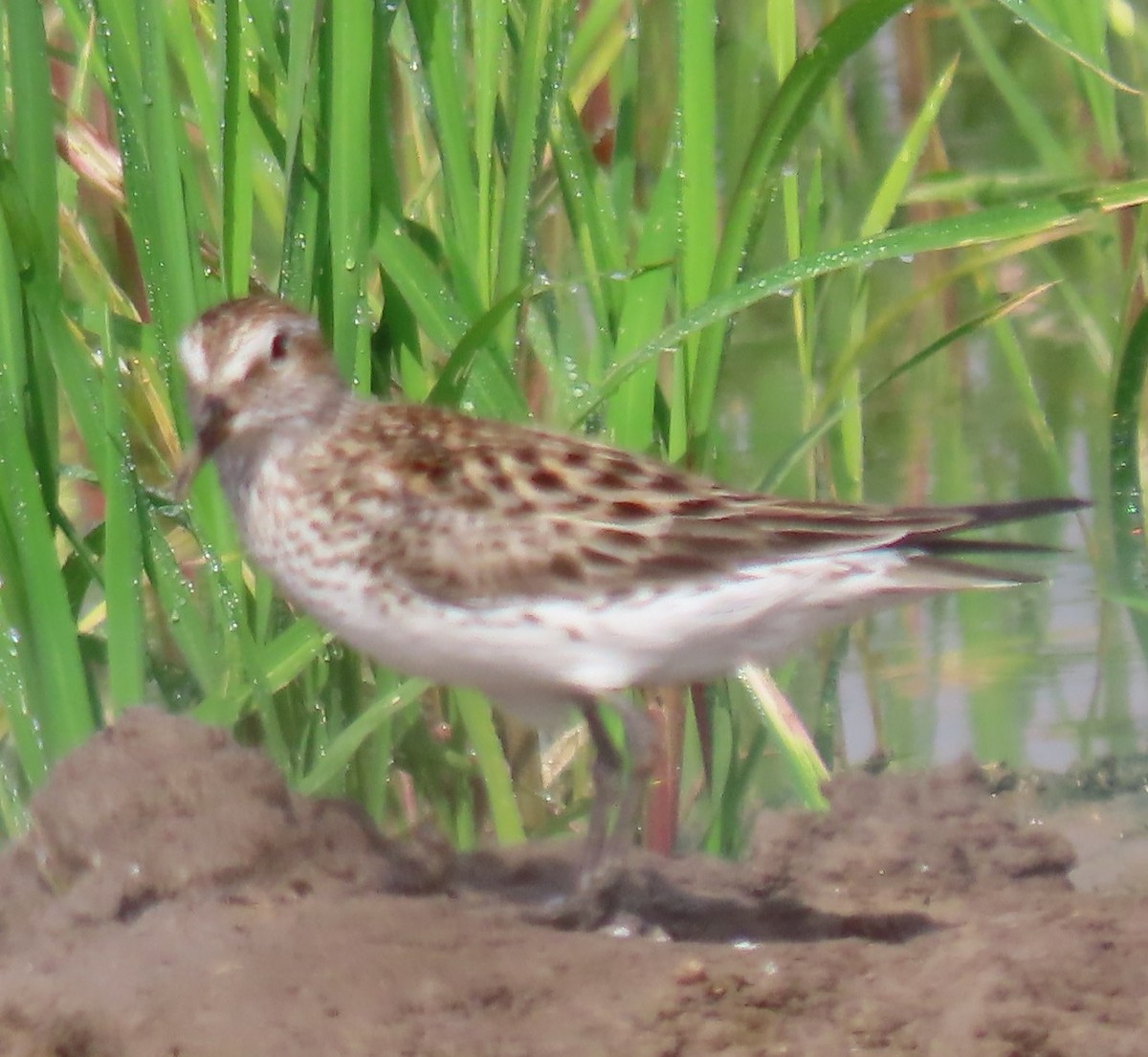 White-rumped Sandpiper - Bill Wright_cc