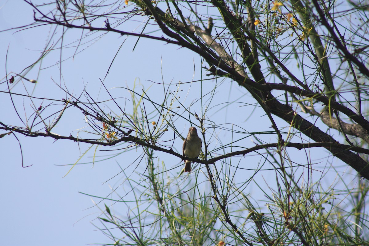 Northern Beardless-Tyrannulet - Zachery Holmes