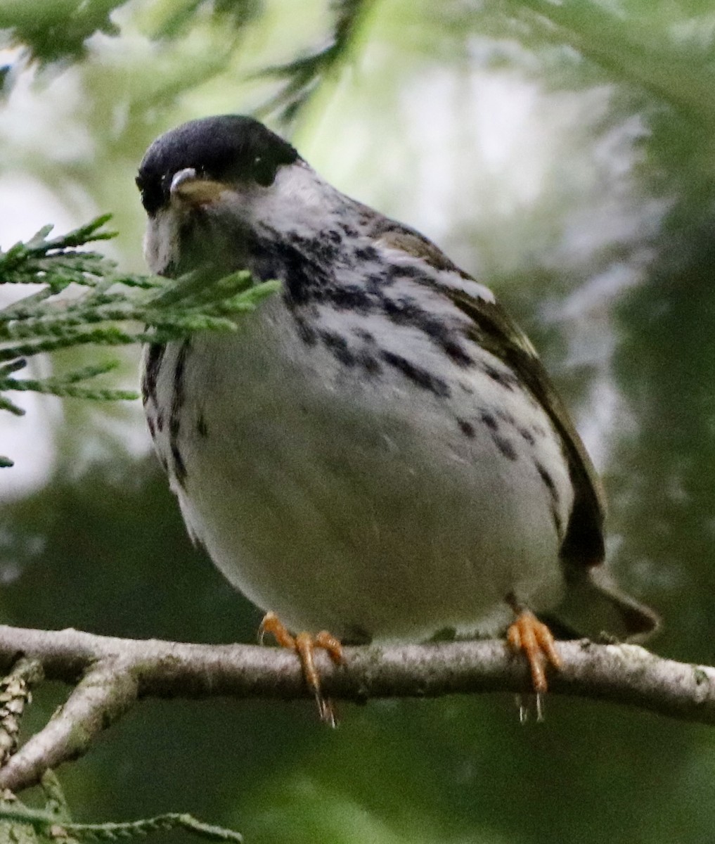 Blackpoll Warbler - Carla Morris