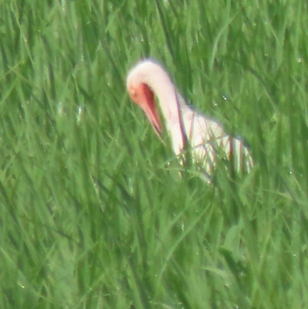 White Ibis - Bill Wright_cc