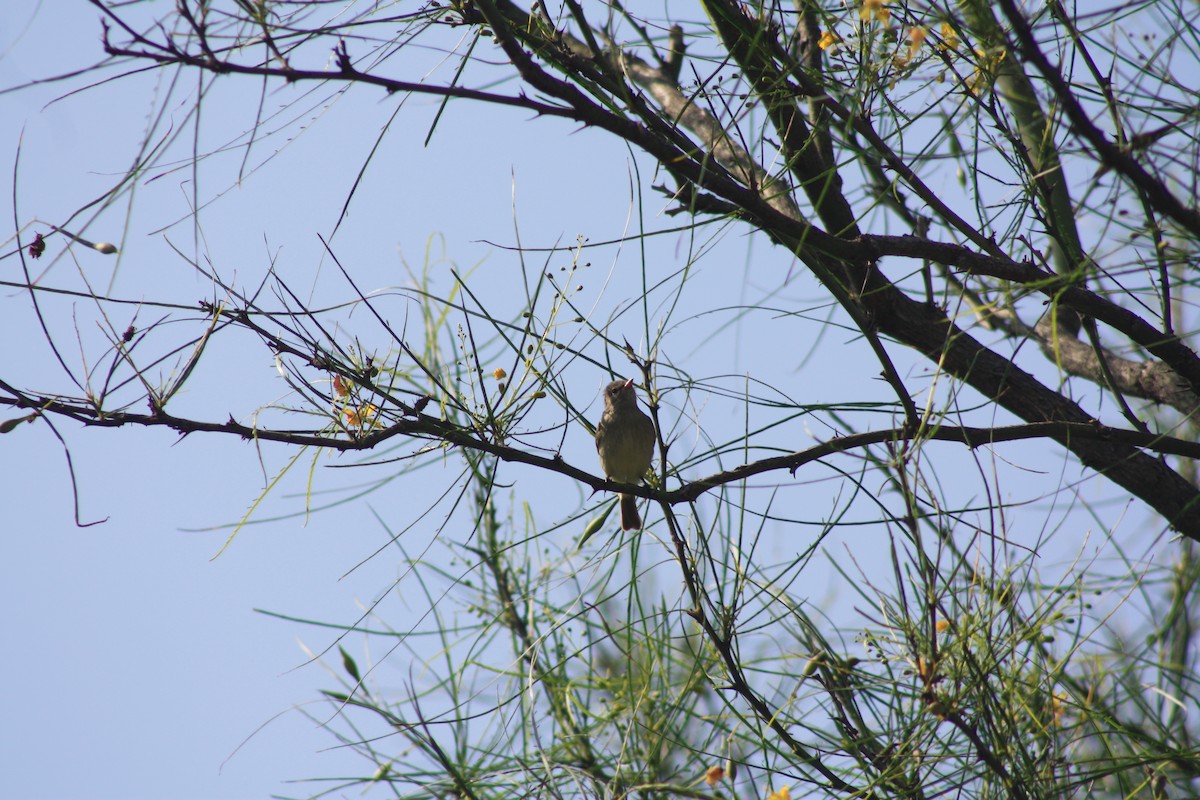 Northern Beardless-Tyrannulet - Zachery Holmes