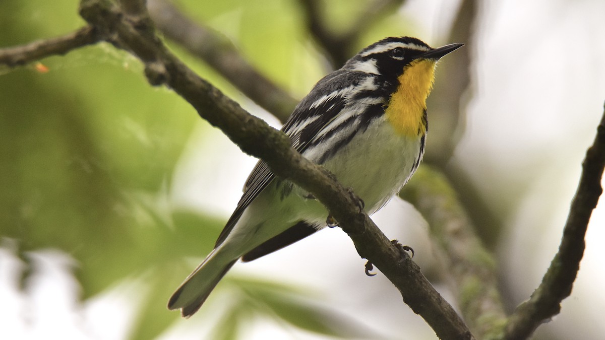 Yellow-throated Warbler - Adrian Melck
