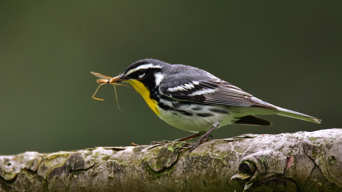 Yellow-throated Warbler - Adrian Melck