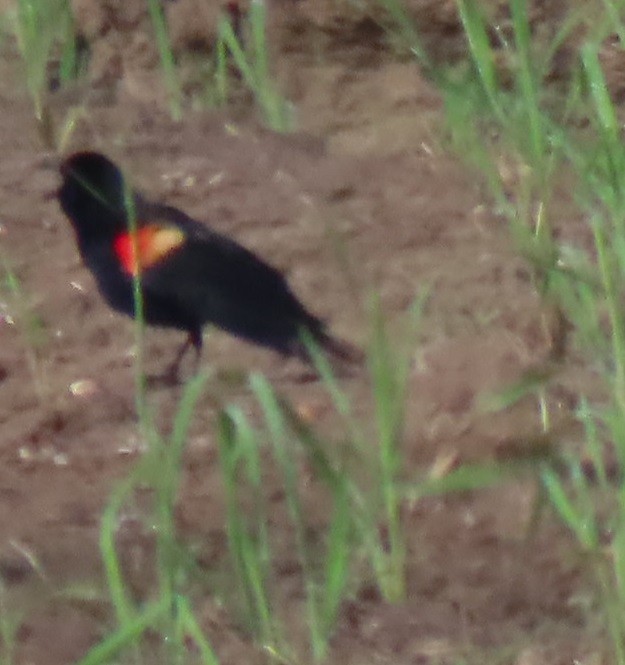 Red-winged Blackbird - ML619299391