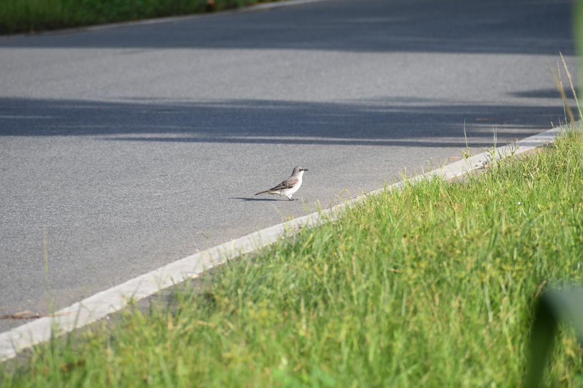 Gray Kingbird - Gabriel García