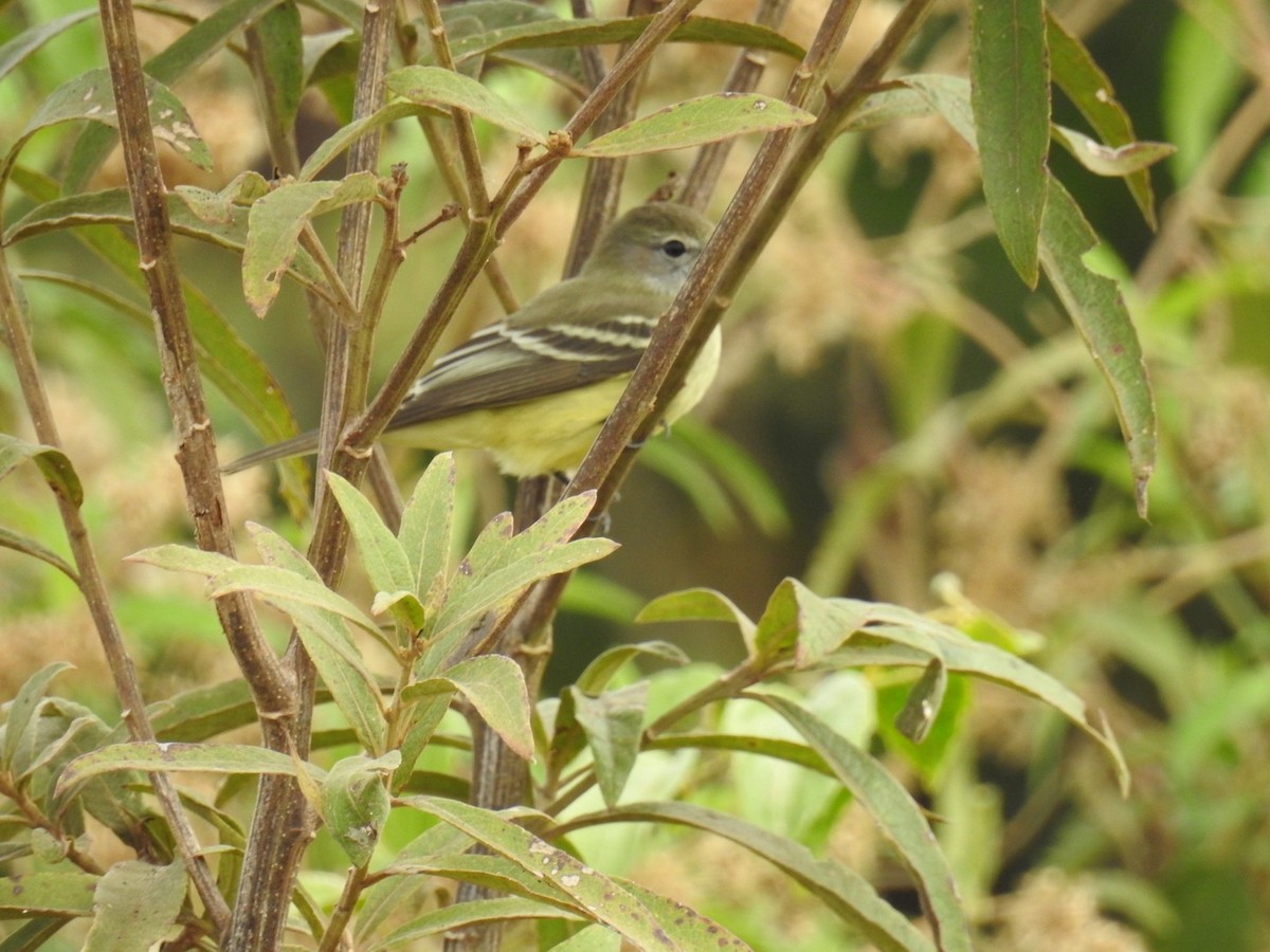 Southern Mouse-colored Tyrannulet - ML619299405