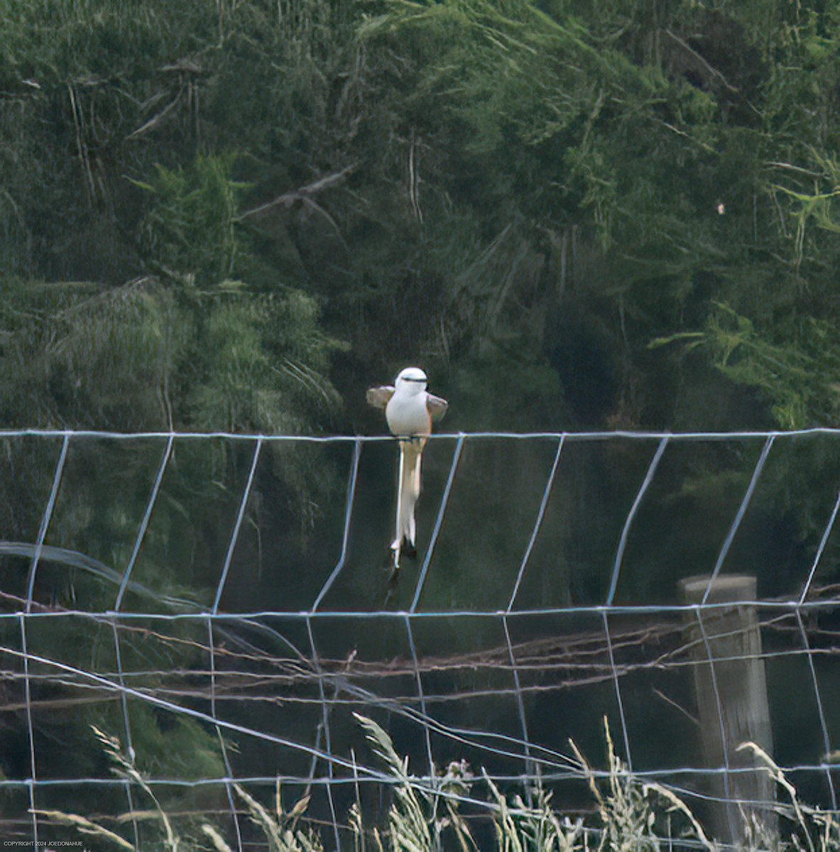 Scissor-tailed Flycatcher - Joe Donahue