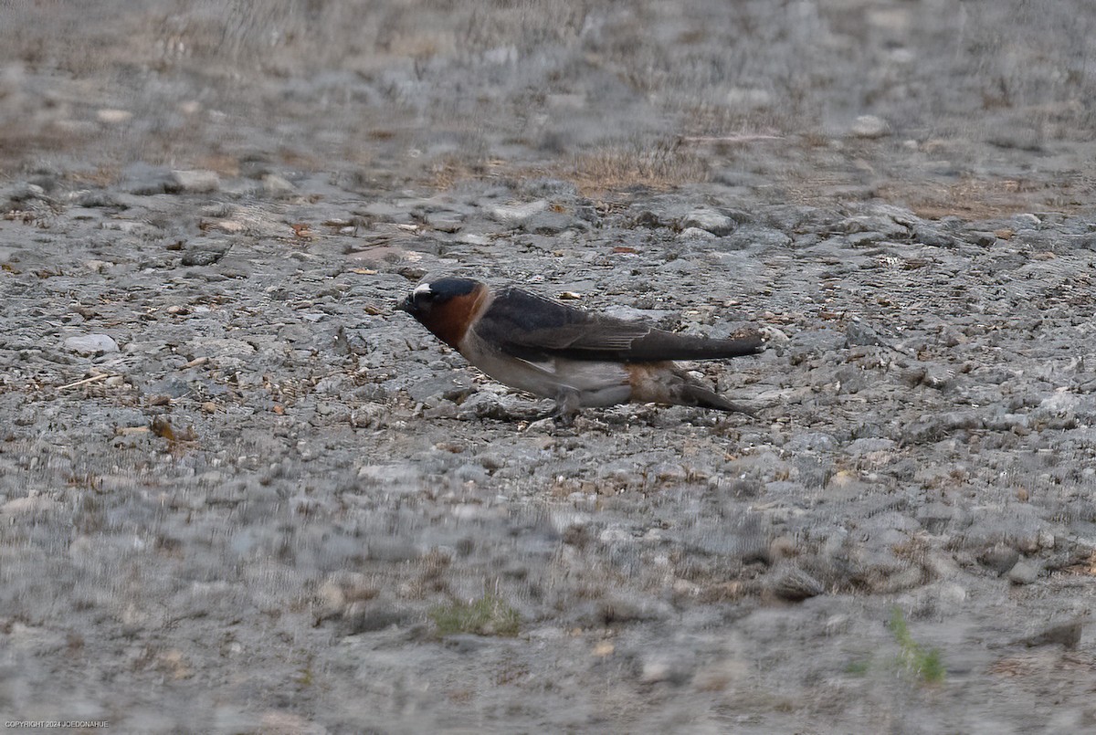 Cliff Swallow - Joe Donahue