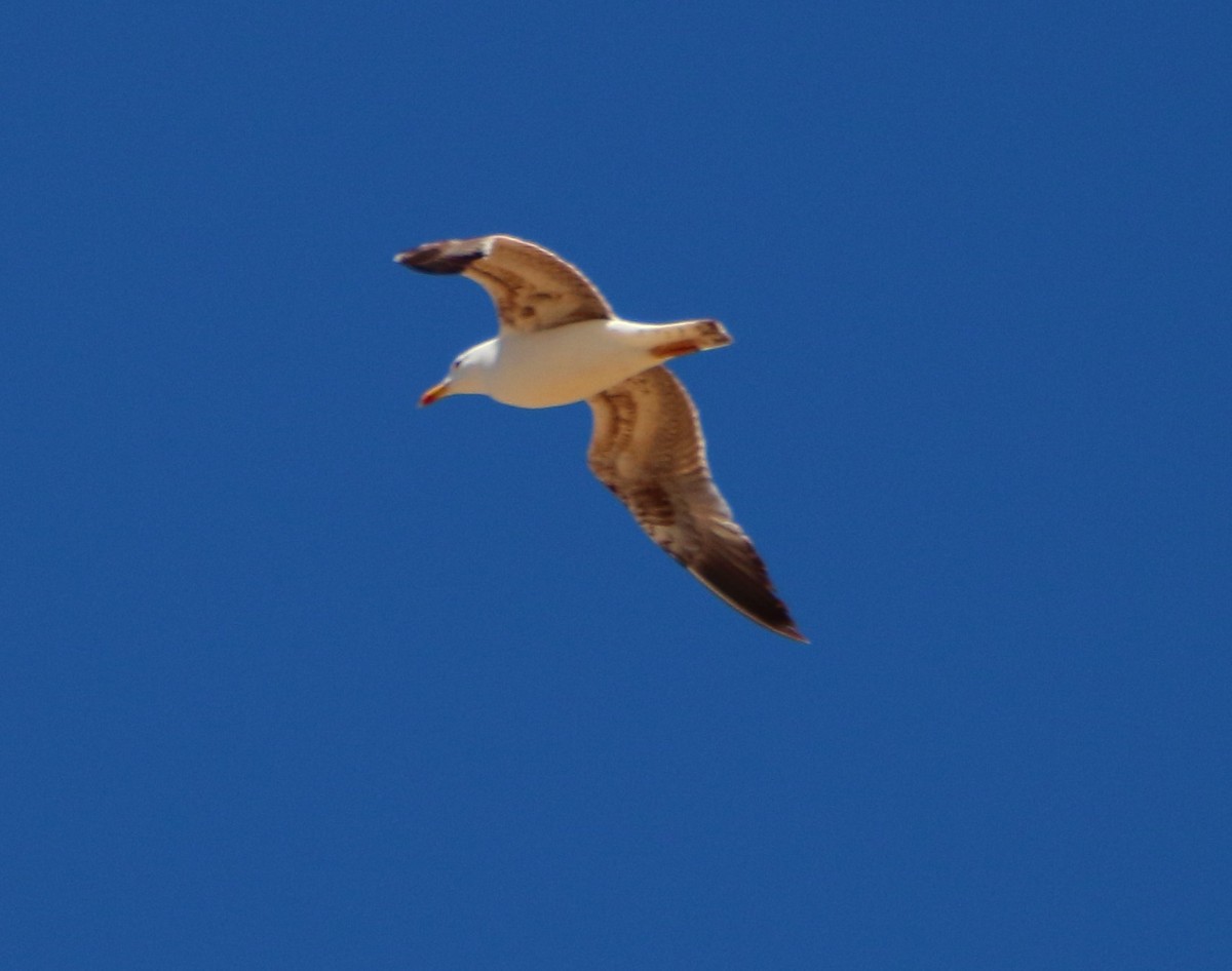 Yellow-legged Gull - bousquet francois