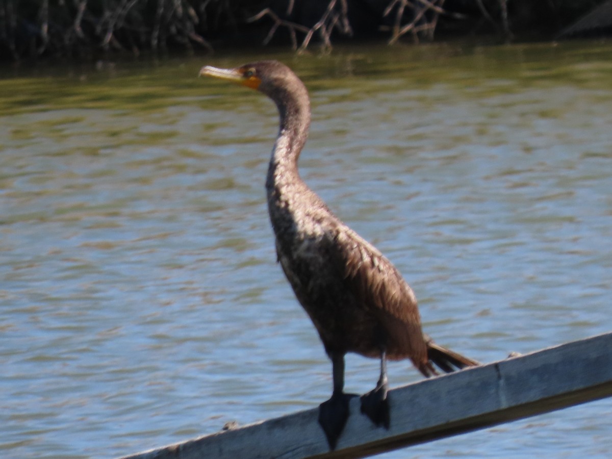 Double-crested Cormorant - ML619299434