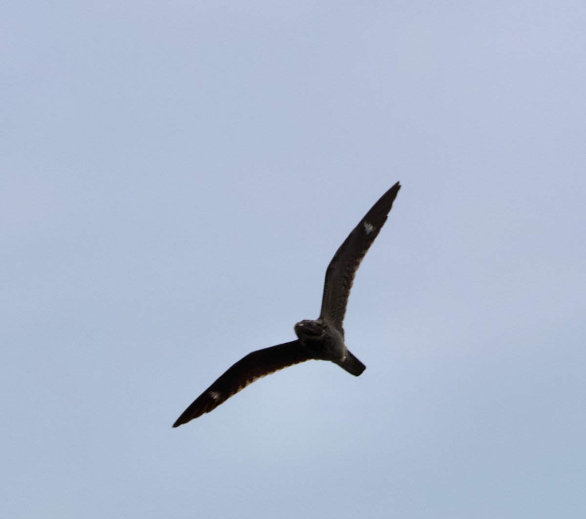 Common Nighthawk - Robert Wallace