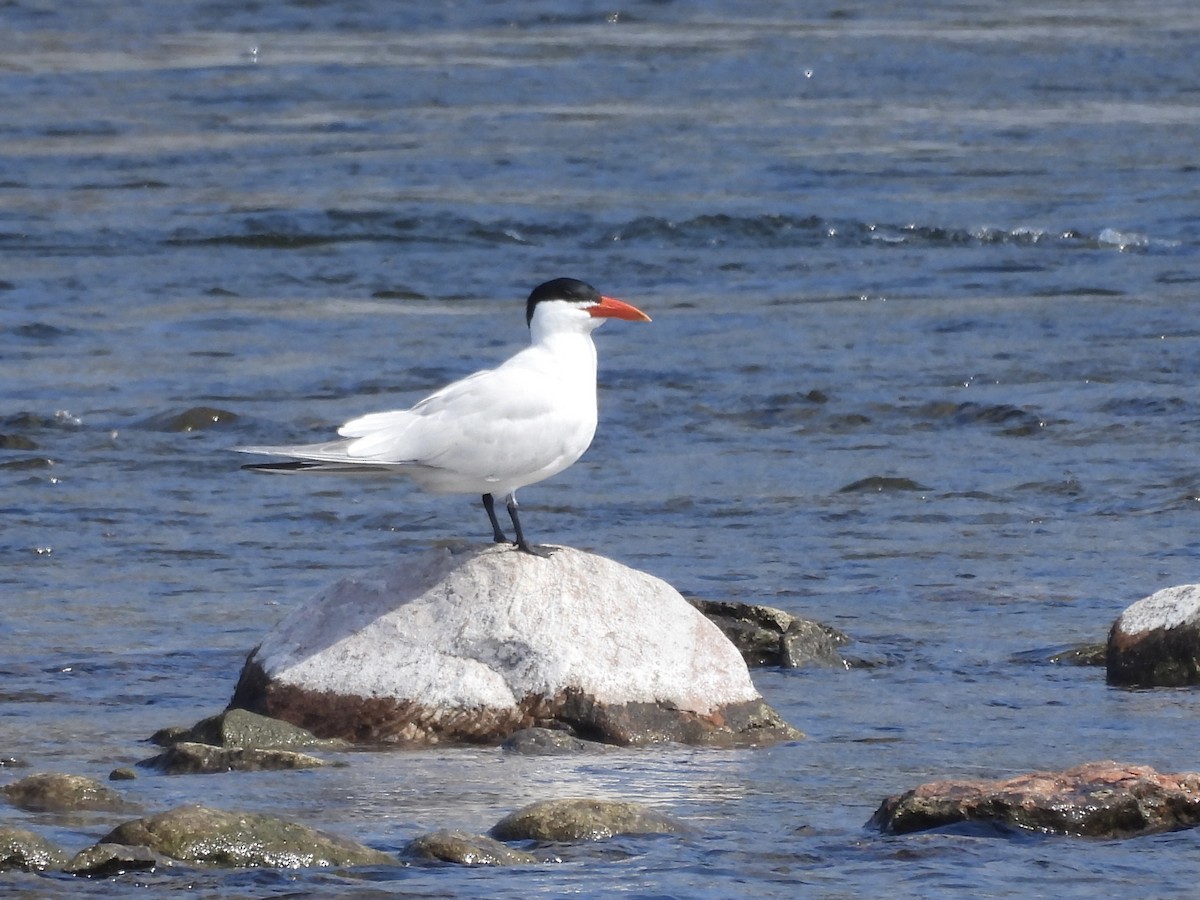 Caspian Tern - ML619299451