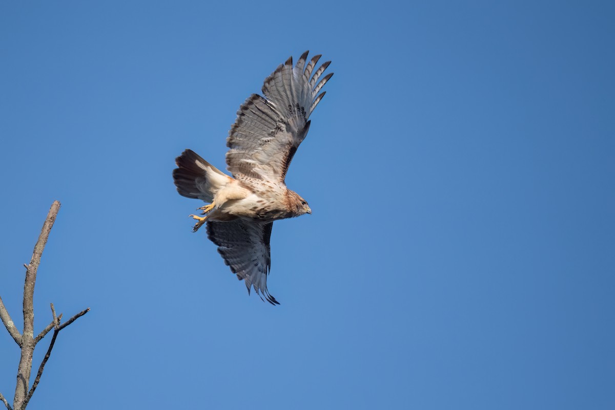 Rotschwanzbussard - ML619299456