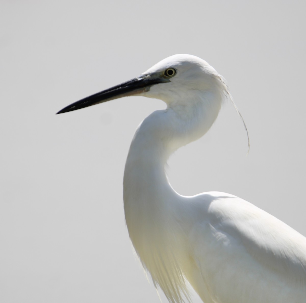 Little Egret - Randy Maharaj