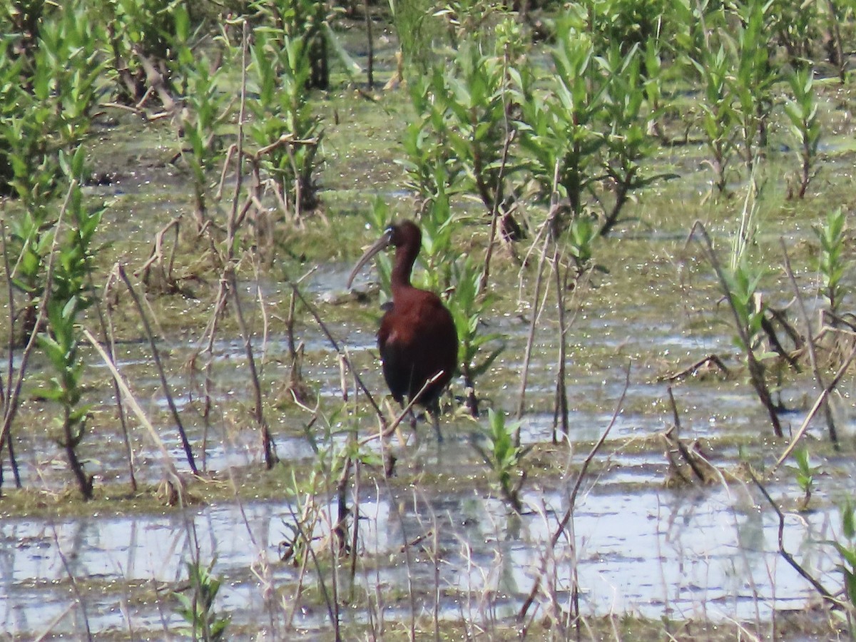 Glossy Ibis - ML619299466