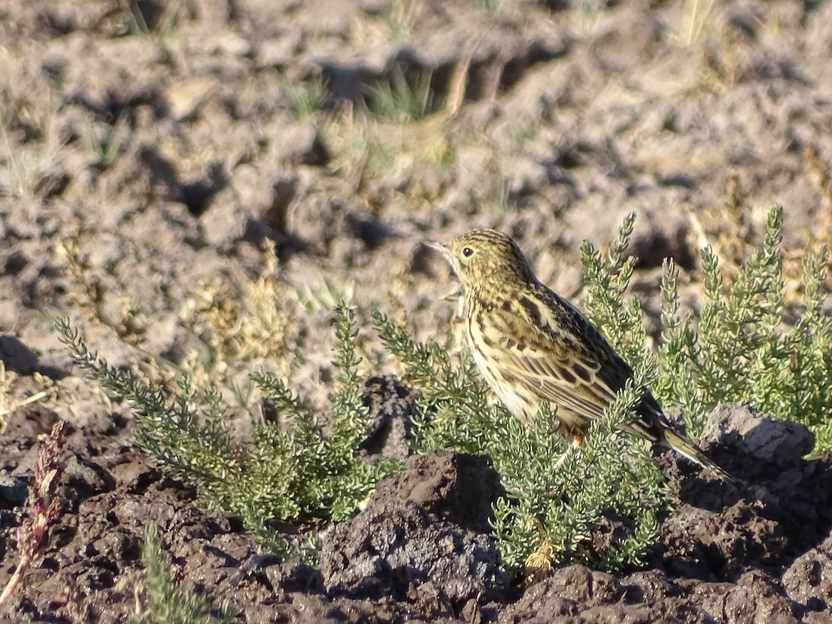 Correndera Pipit - José Ignacio Catalán Ruiz