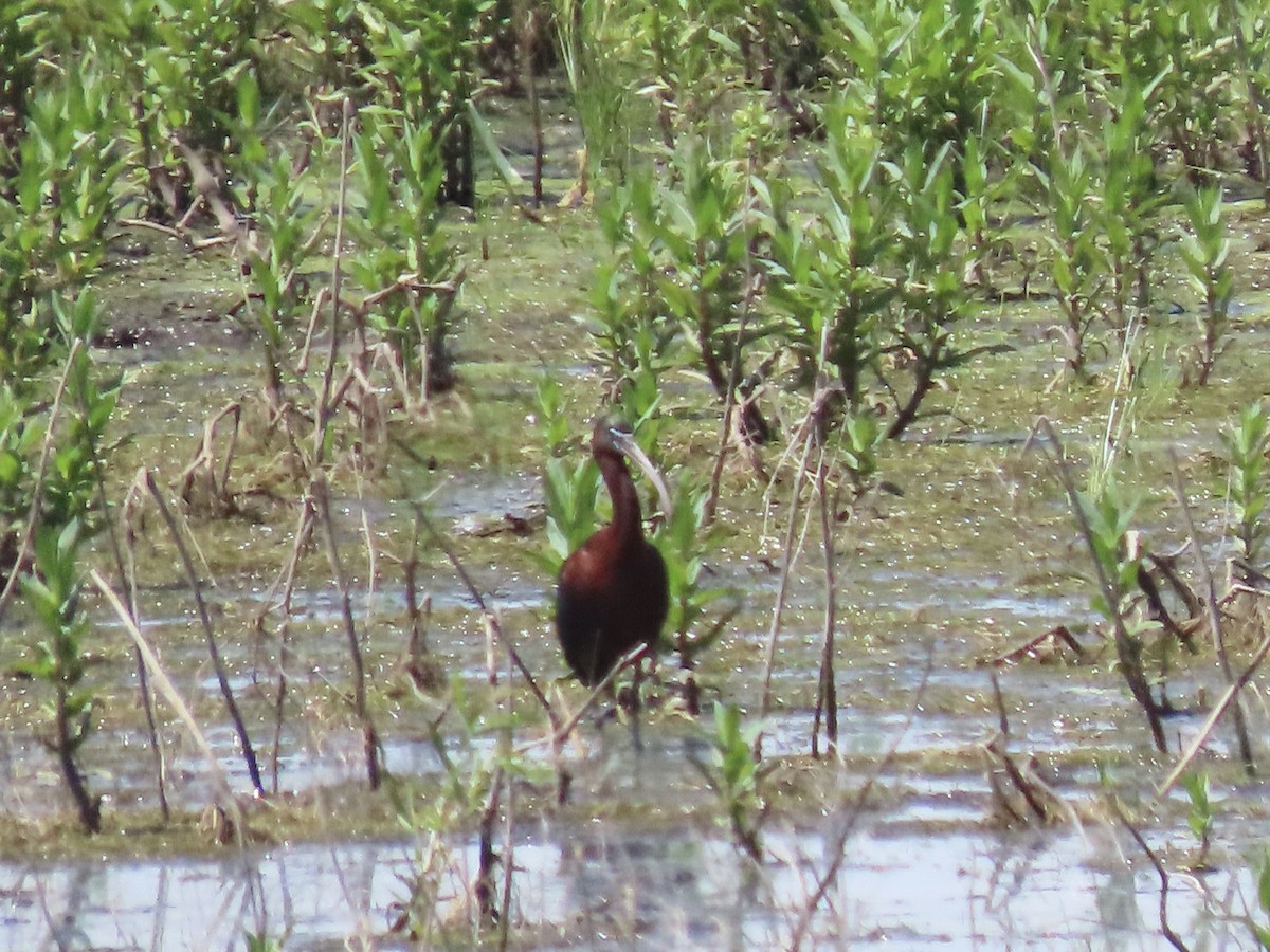 Glossy Ibis - ML619299469