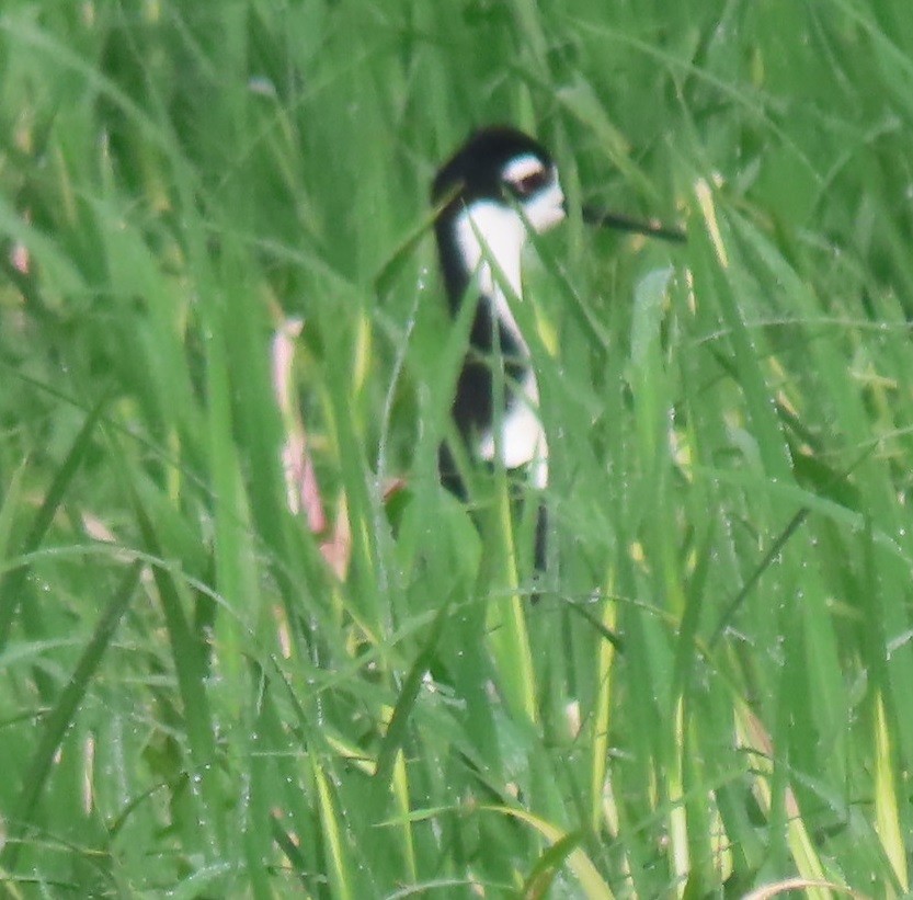 Black-necked Stilt - ML619299475