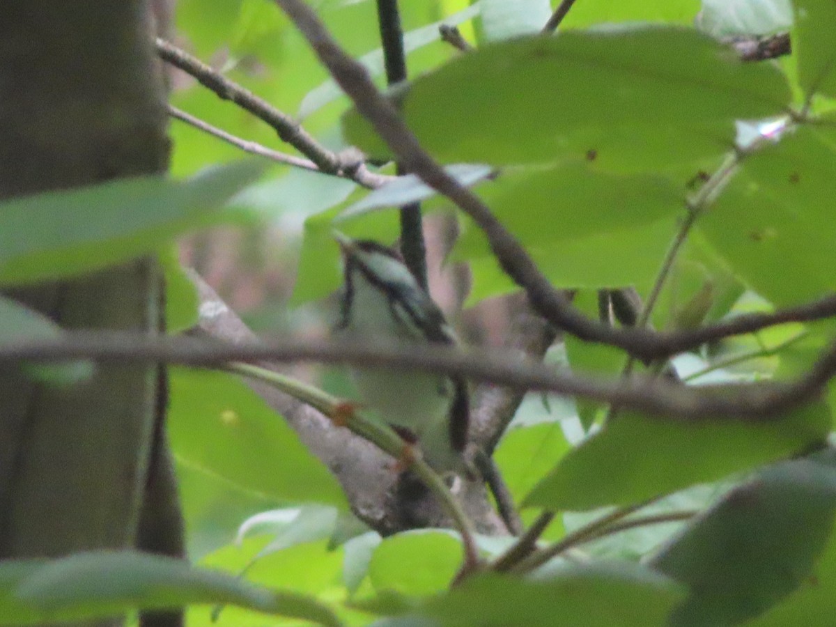 Blackpoll Warbler - Susan Gorsky