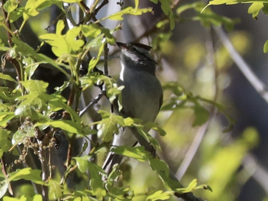 Chipping Sparrow - Mohini Rawool-Sullivan