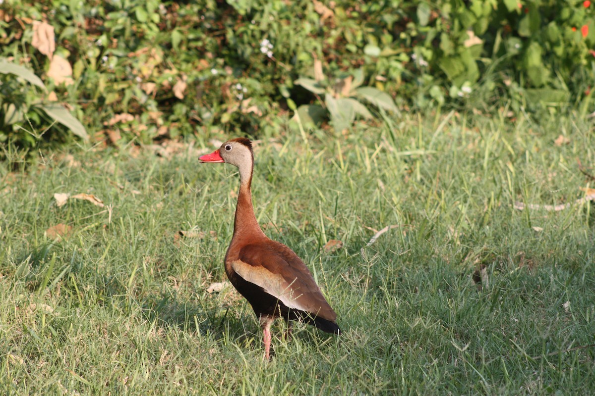 Dendrocygne à ventre noir - ML619299496