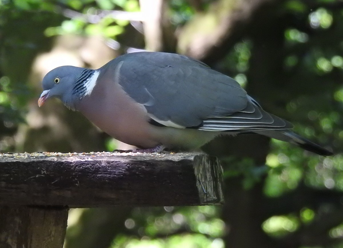 Common Wood-Pigeon - Bill Mulhearn