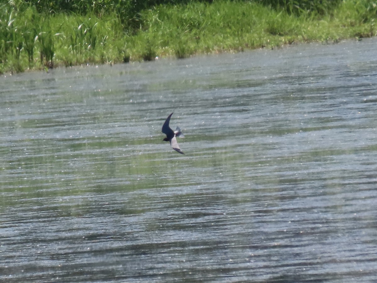 Black Tern - Dan Williams