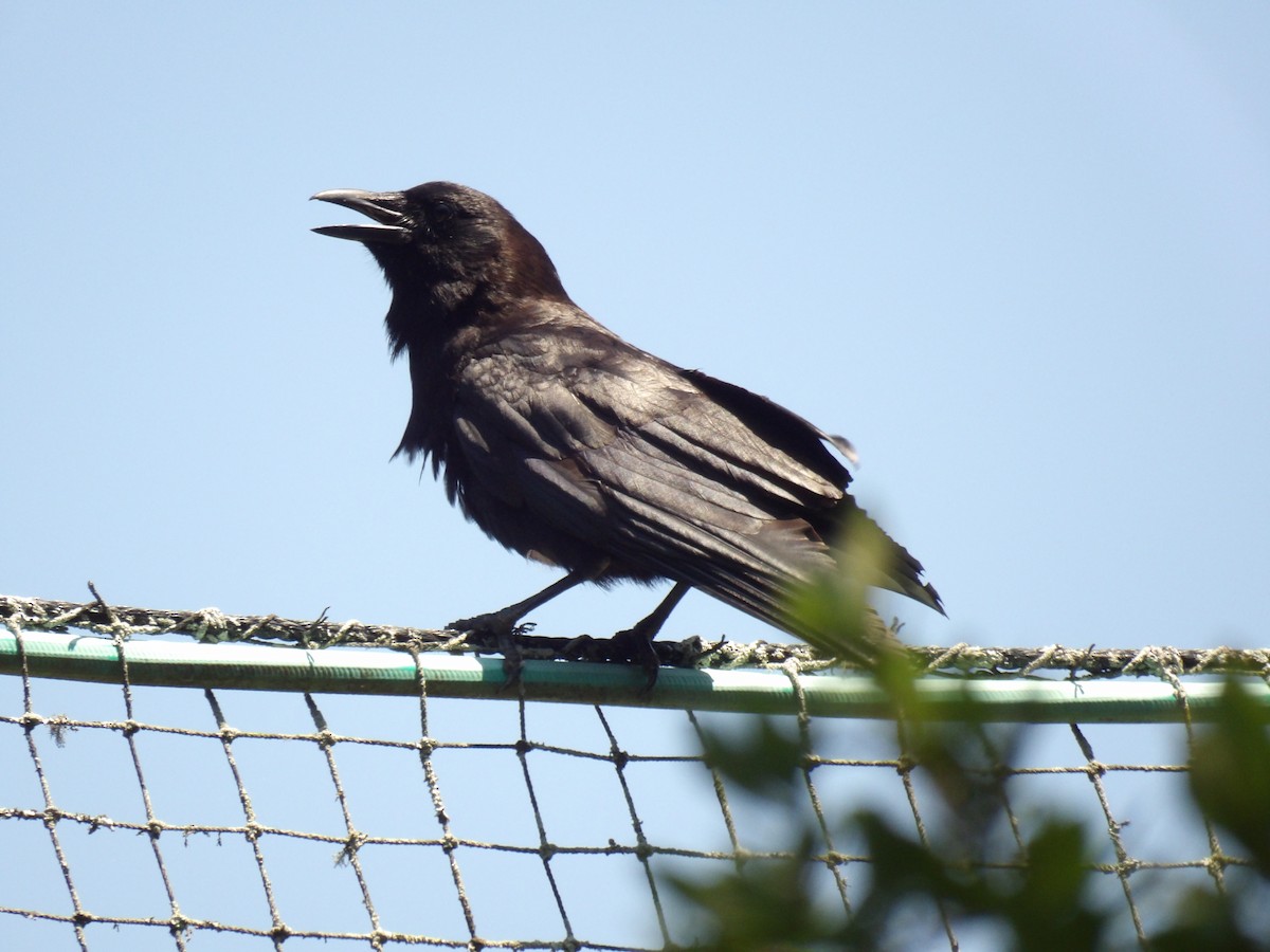 American Crow - Jerhemy Lonzo