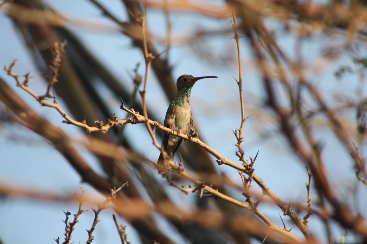 Buff-bellied Hummingbird - Zachery Holmes
