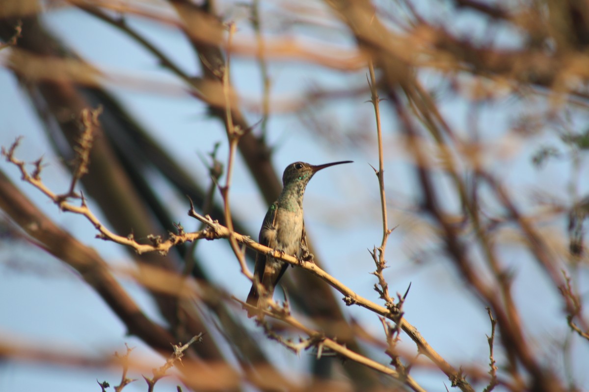 Buff-bellied Hummingbird - Zachery Holmes