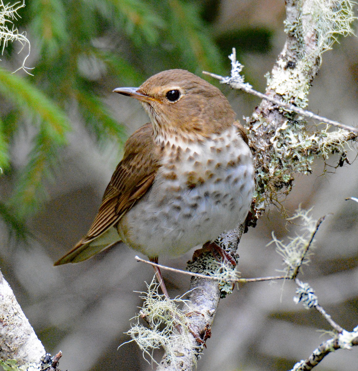 Swainson's Thrush - Michael J Good