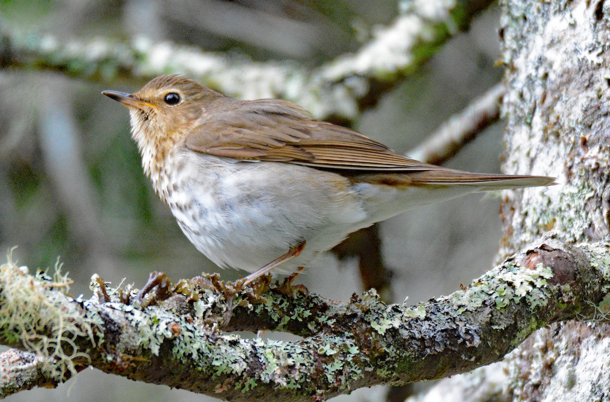 Swainson's Thrush - Michael J Good