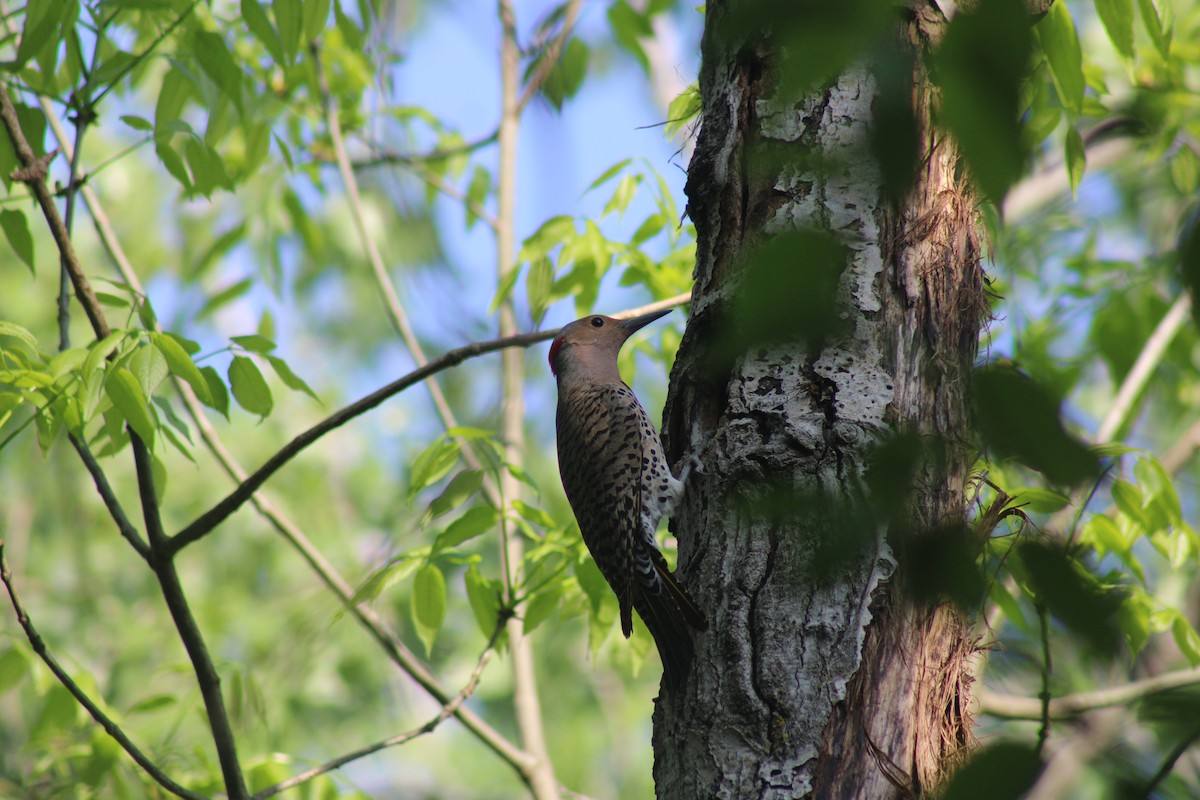 Northern Flicker - ML619299527