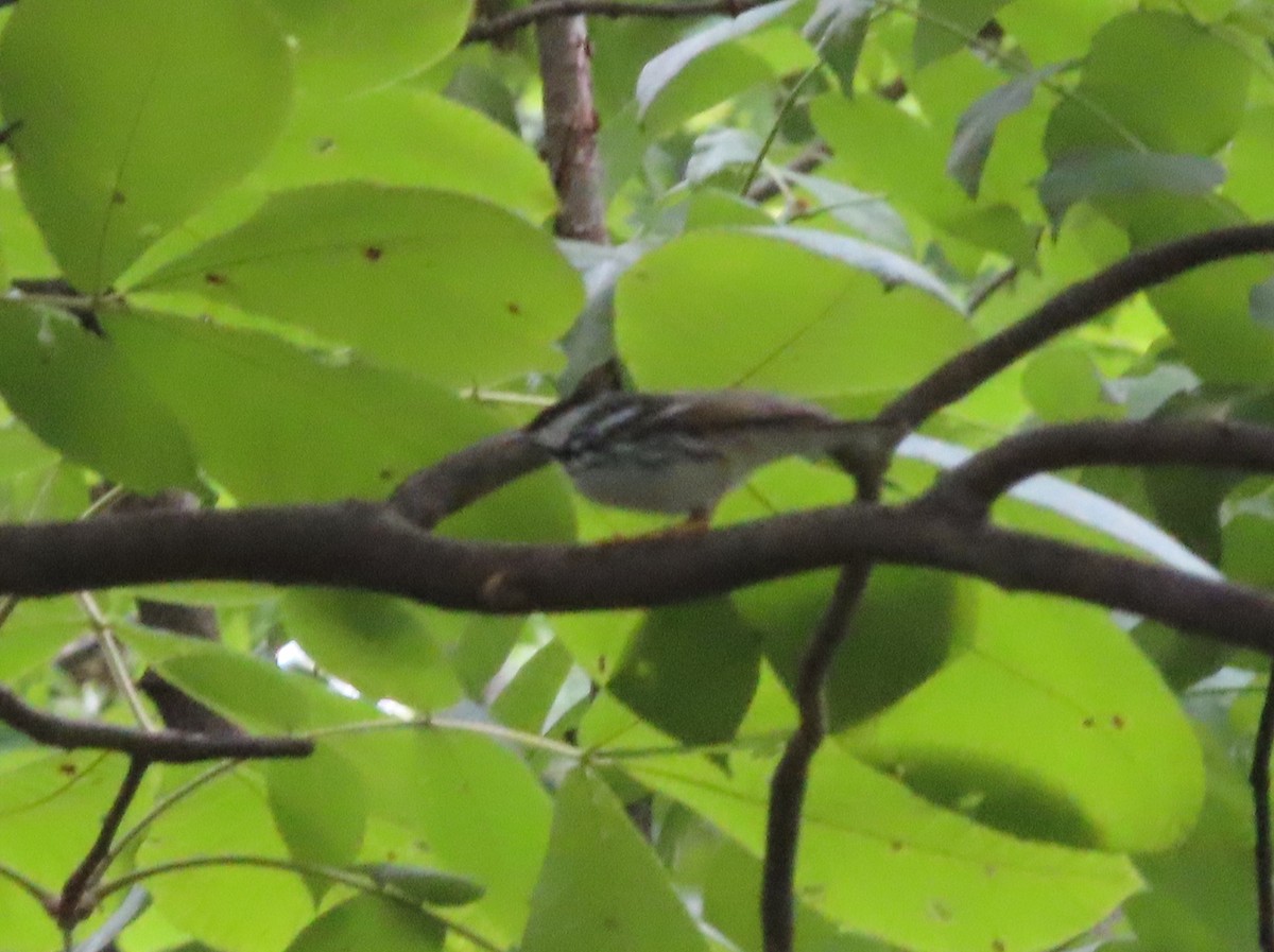 Blackpoll Warbler - Susan Gorsky