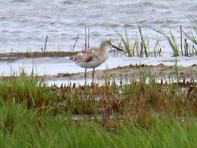 Willet - Karen Lebing