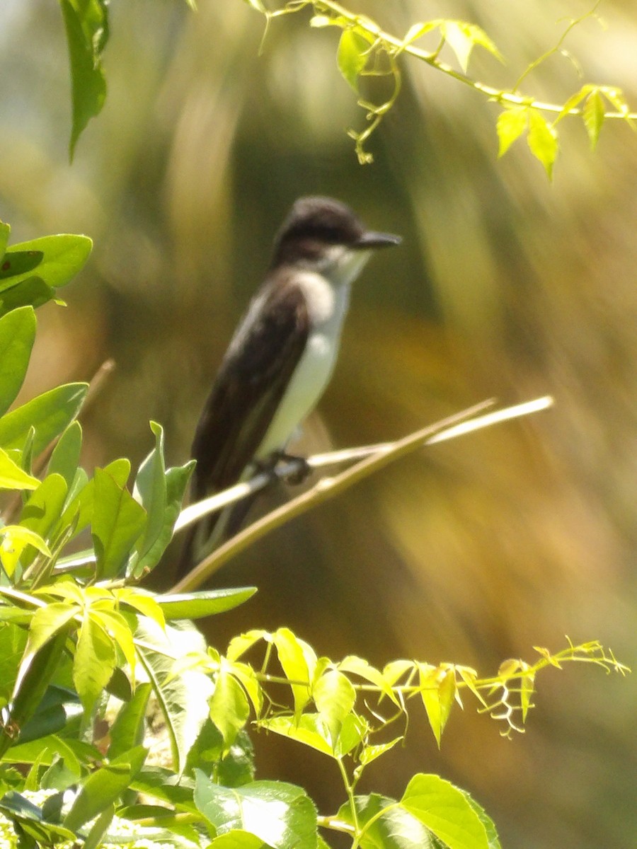 Eastern Kingbird - Jerhemy Lonzo