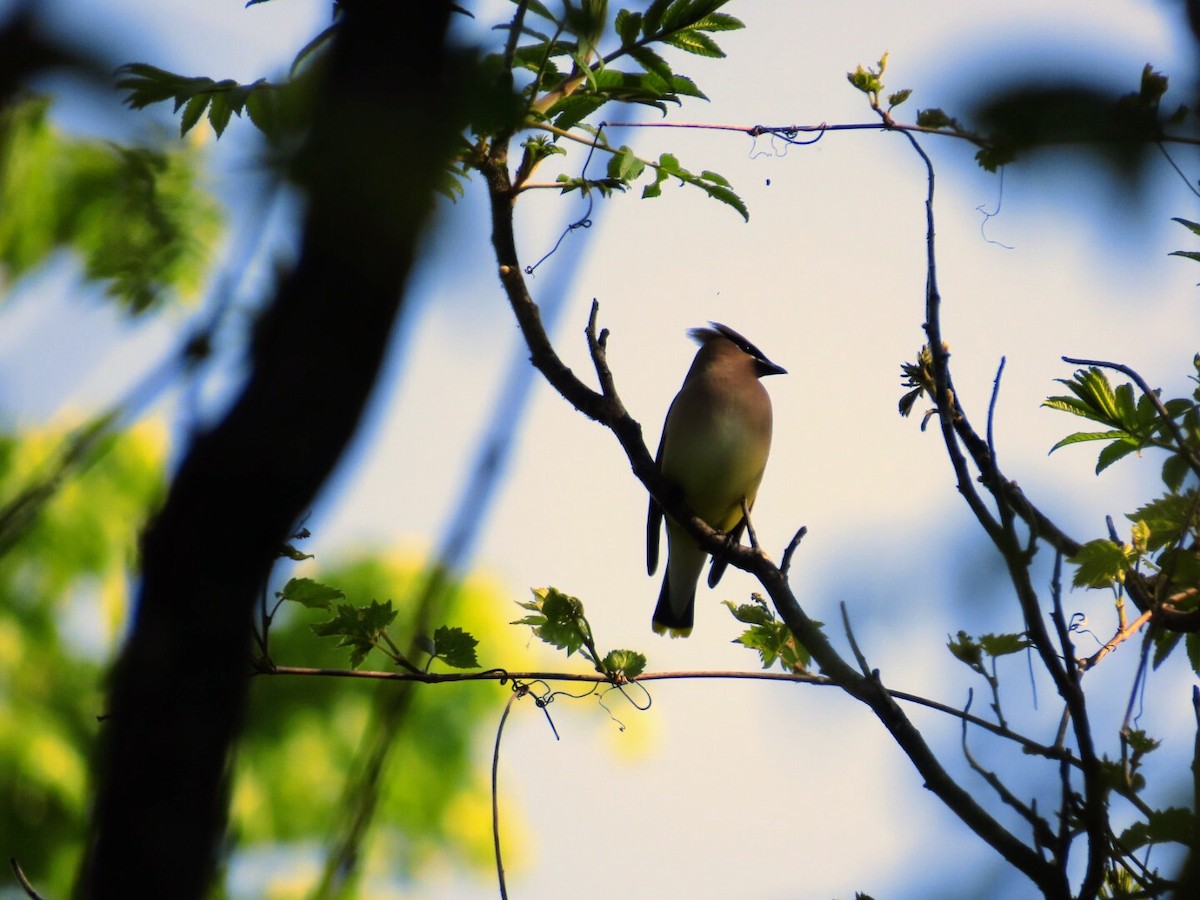 Cedar Waxwing - Tania Mohacsi